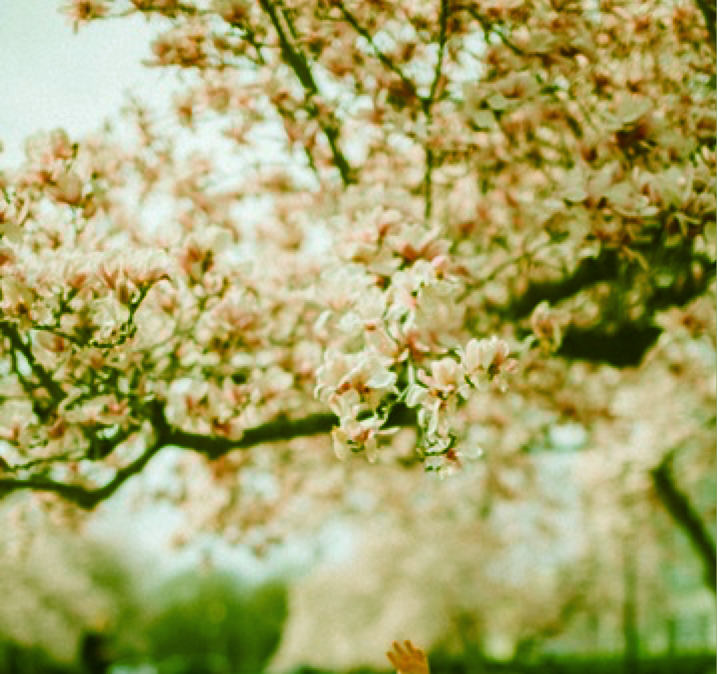 cherry blossoms with warm tone filter